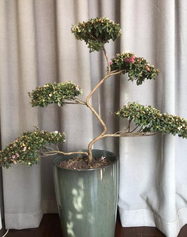 家里养盆虎皮兰,小花盆、挤着养,疯狂开花爆小崽!