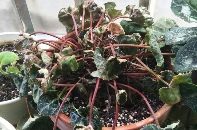 干枯|6种花一天不浇水,叶子就耷拉,缺水3天就死翘