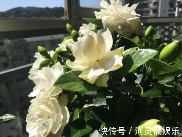 香味花|3种花比香水好闻，随便养1盆，异味跑光光，家里清香四溢！