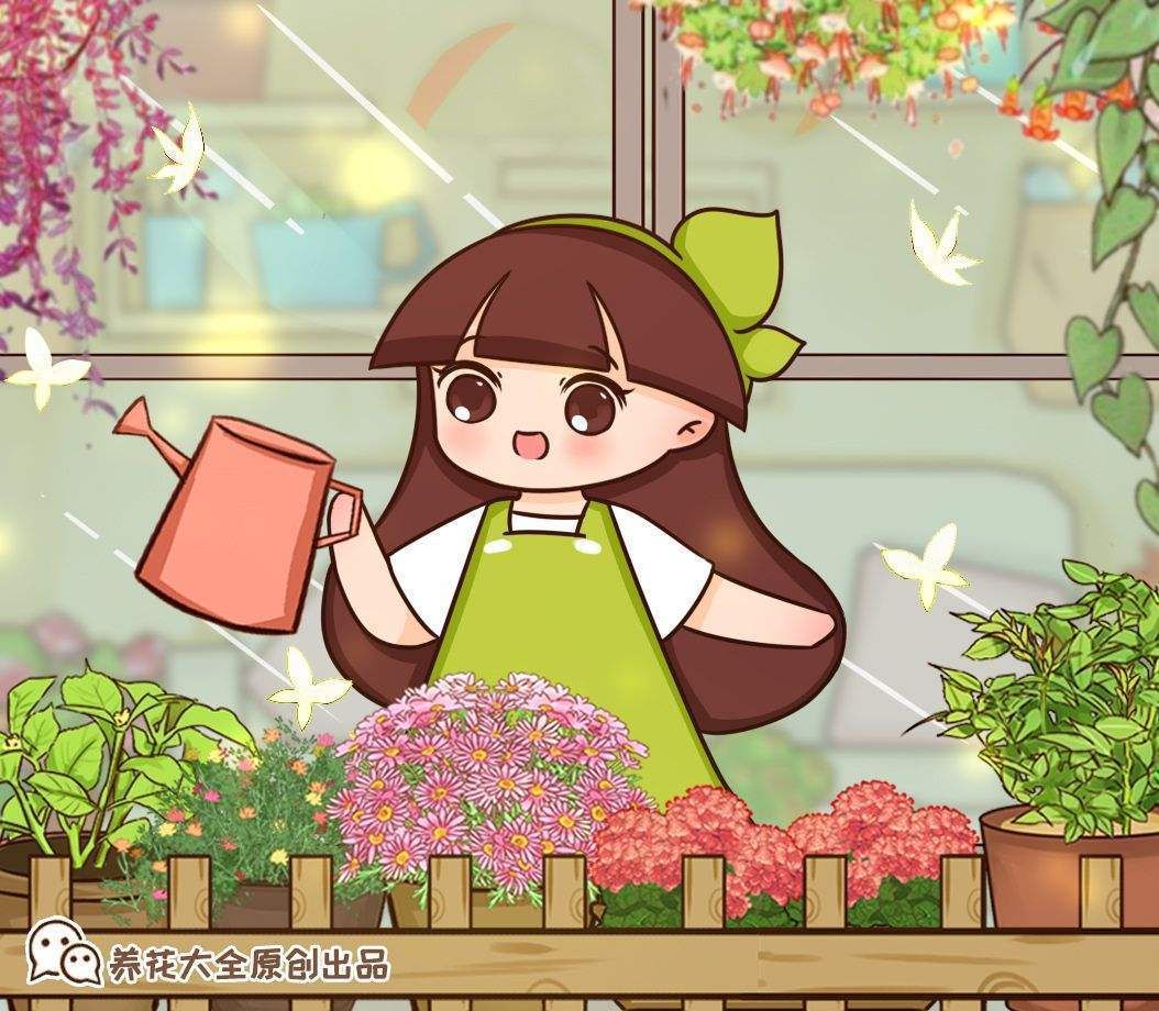 肯尼亚山|想养长寿花？快来挑品种，挑得好胜过养得好