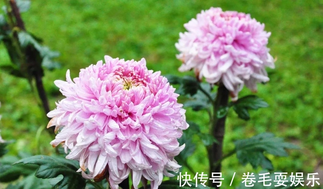 独本菊|心素如简，人淡如菊，植物园里感受菊之意境