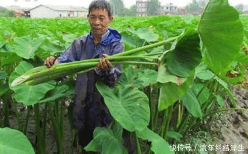 农民|原产自我国，曾是农民的救命粮，叶梗腌酸菜是一绝，不知道可惜了