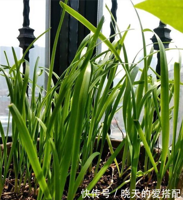 饮料瓶|谁说养花一定要用花盆,空酒瓶、饮料瓶、罐头瓶秒变养花神器!