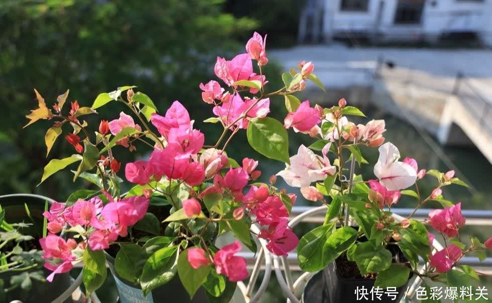 喜欢晒太阳的 3种花 光照充足花量越大 一年四季花不停 粉紫色 喜欢晒太阳的 3种花 光照充足花量越大 一年四季花不停 粉紫色