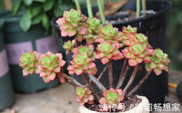 黄金秋季,养多肉可以大干一场,教你繁殖小窍门,一盆变百盆