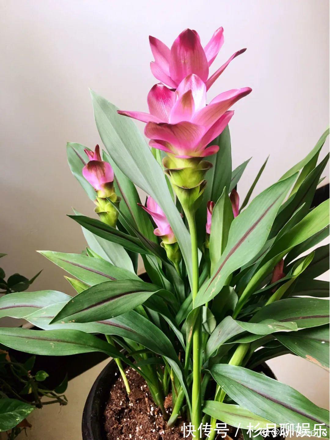 昙花|大爷家荷花种在花盆里,1次开花20朵,比巴掌还大!