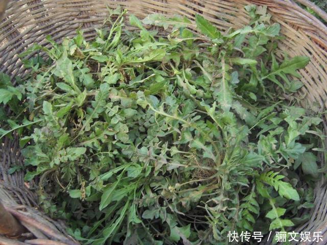 农村里的6种野菜，比肉还好吃，第4种刚出锅就抢光