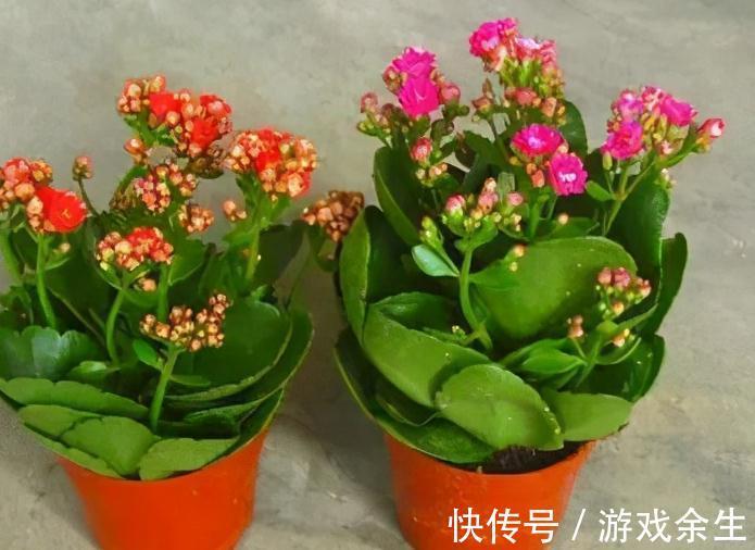 霜降过后，家里必备4盆花，叶子绿、花色艳，越养越喜欢