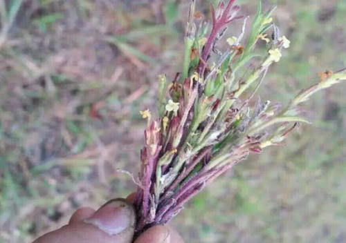 山里一种小草，平时被牛吃掉了，如今卖到1克6元，城里拿来煮汤