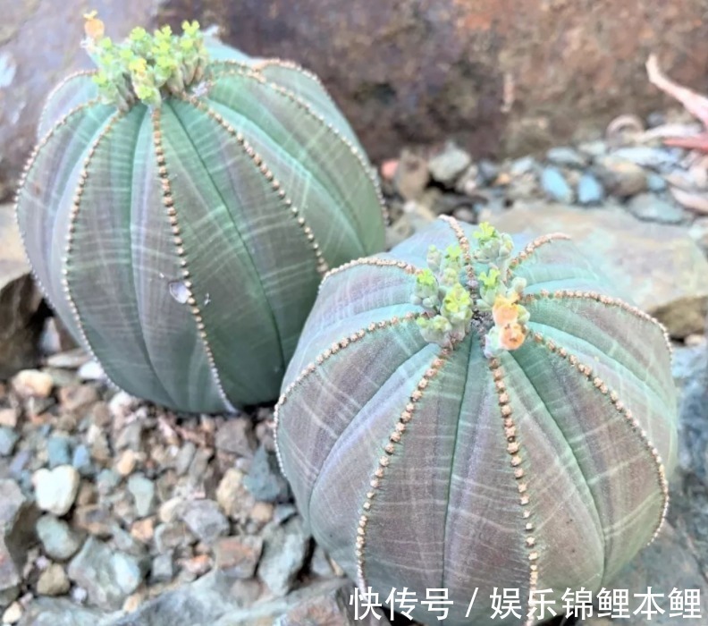 什么时候给多肉浇水合适?参考这3点,找出动手最佳时机