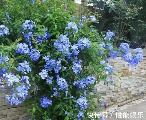 管理|4种漂亮花,一样的喜好,同时管理不要偏心,开出小花园!