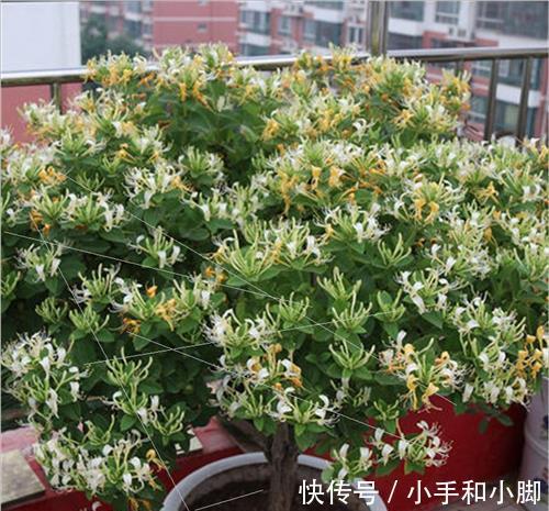 9种“健康花”，能吃能泡茶，客厅养一盆，清洁空气，吉利大气