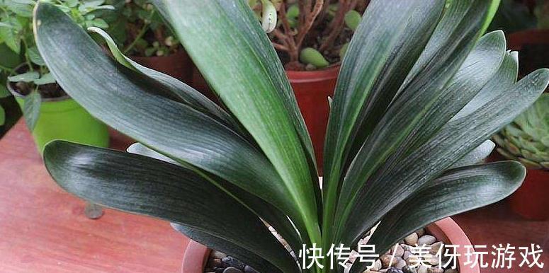 立秋了,给君子兰施肥注意2点,学会了这些,很早就开花了