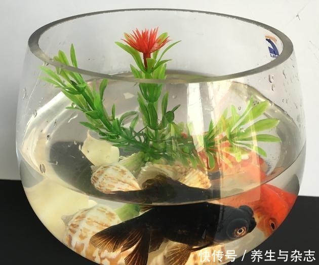 施肥|家里养吊兰懒人不施肥,做到这3步,照样垂藤,爆盆!