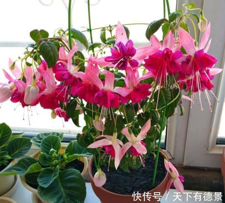 4种花养在家里,浇水就疯长,开花爆盆很容易