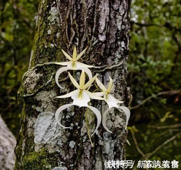 中国兰|“空中幽灵”现身喜马拉雅山，形似跳跃的青蛙，轰动了兰花界