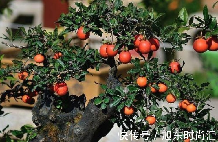 “4种花”旺宅、招财好兆头,寓意好又好养,招财进宝、添福添贵