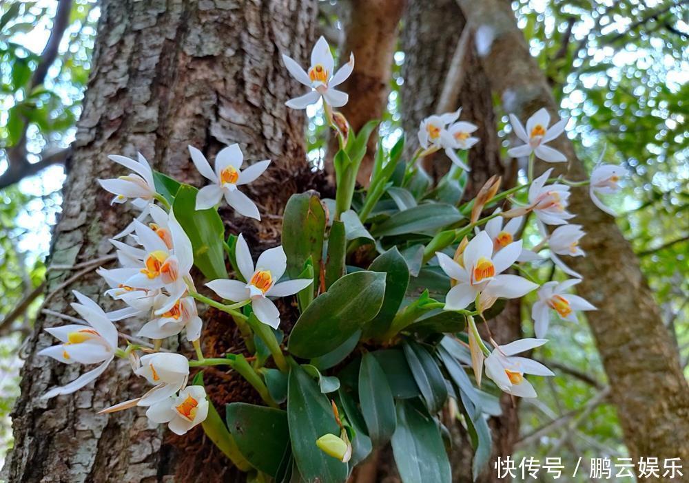 硫酸亚铁|兰花喜欢“三垃圾”,土里埋一点,不烂根猛窜芽,爆出一圈大花苞