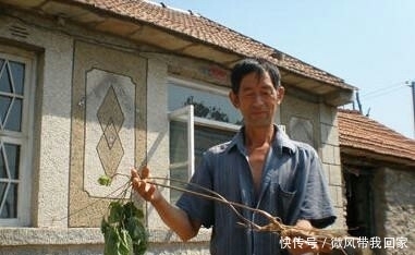 刘大哥|刘师傅上山摘野果,无意间发现了宝贝,让他高兴不已