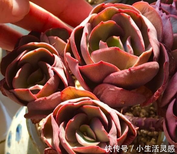 阳台养多肉的经验,这5点掌握了,或许在阳台一样养出极品多肉!