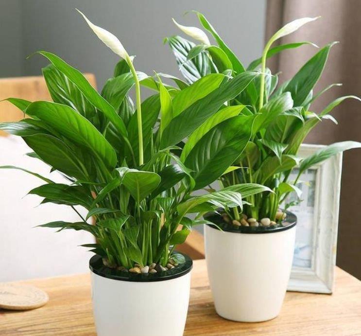 鹅掌柴鹅掌柴|4种花适合养家里，好养漂亮，清新养眼，越来越多人在养