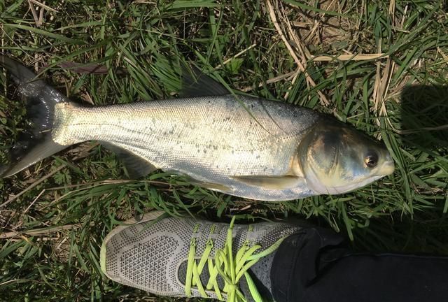 童年回忆杀中的10类鱼,你钓过几种?这3种鱼真的是遗憾!