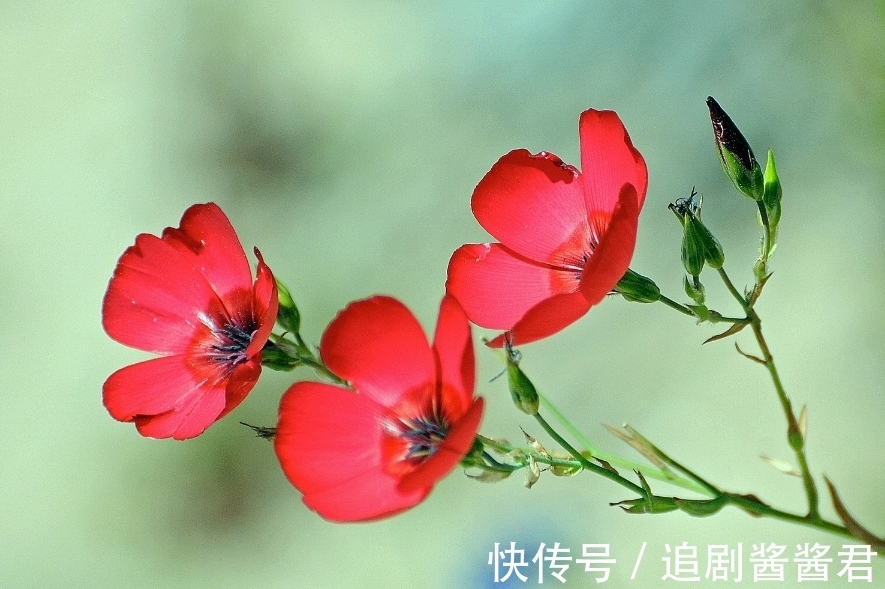 挚爱|6月底，桃花包围，姻缘出没，3生肖满心欢喜，寻得挚爱，余生不散