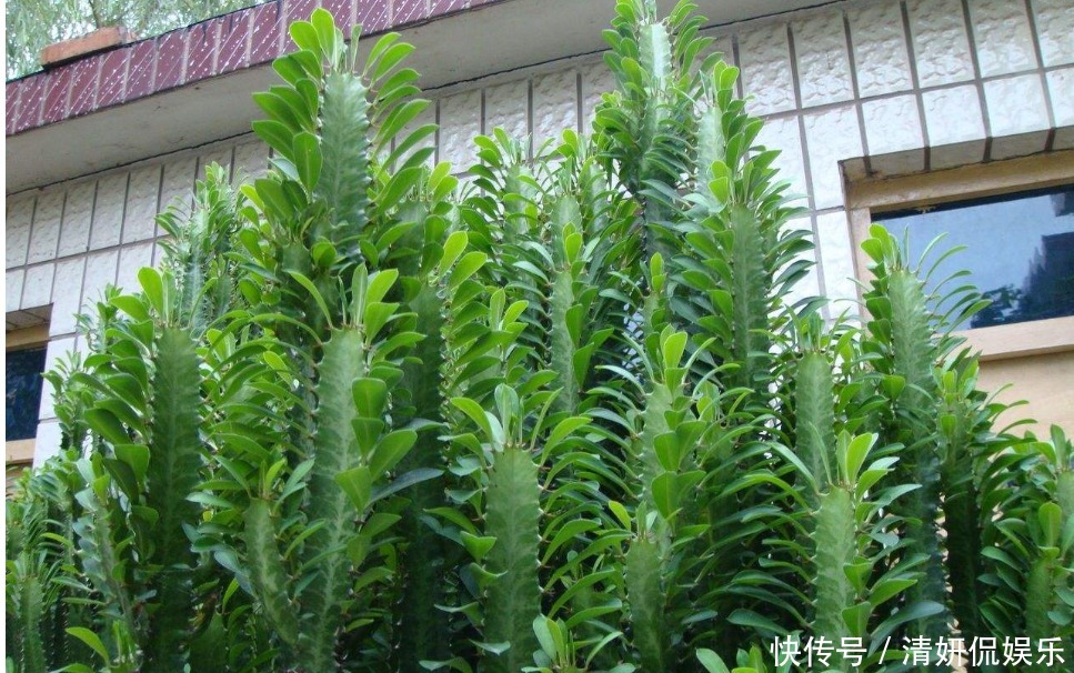 老人常说的“镇宅花”，客厅放一盆全年走运，还能招财进宝