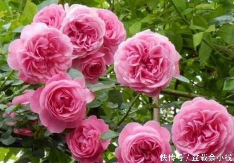 绿萝|4种花比牡丹还漂亮，比绿萝还好养，年年花开不断，一盆开花100朵