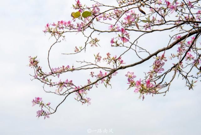 赏花不一定要去武汉婺源，广州海珠湿地紫荆花带浪漫梦幻，太美了