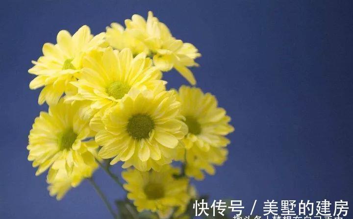 花花草草|原来花花草草也有这么多“雅称”