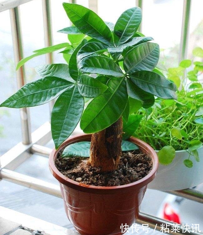 家里植物常年黑绿黑绿的,知道是喷了什么吗