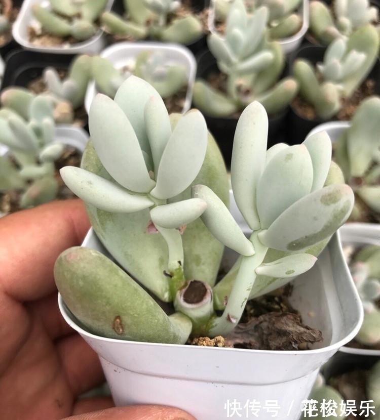 根茎|只需要一个简单的动作,就能让你徒长了的多肉变美,变胖