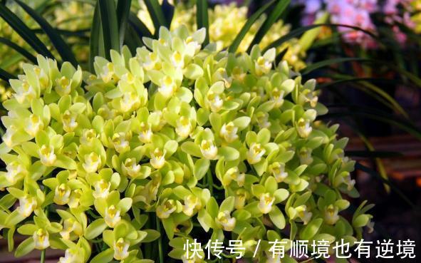 秋养君子兰、蟹爪兰、大花蕙兰,天凉后做好这些,嗖嗖地开花