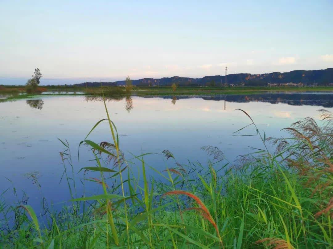 湿地|秋日的孟津黄河湿地景色美！