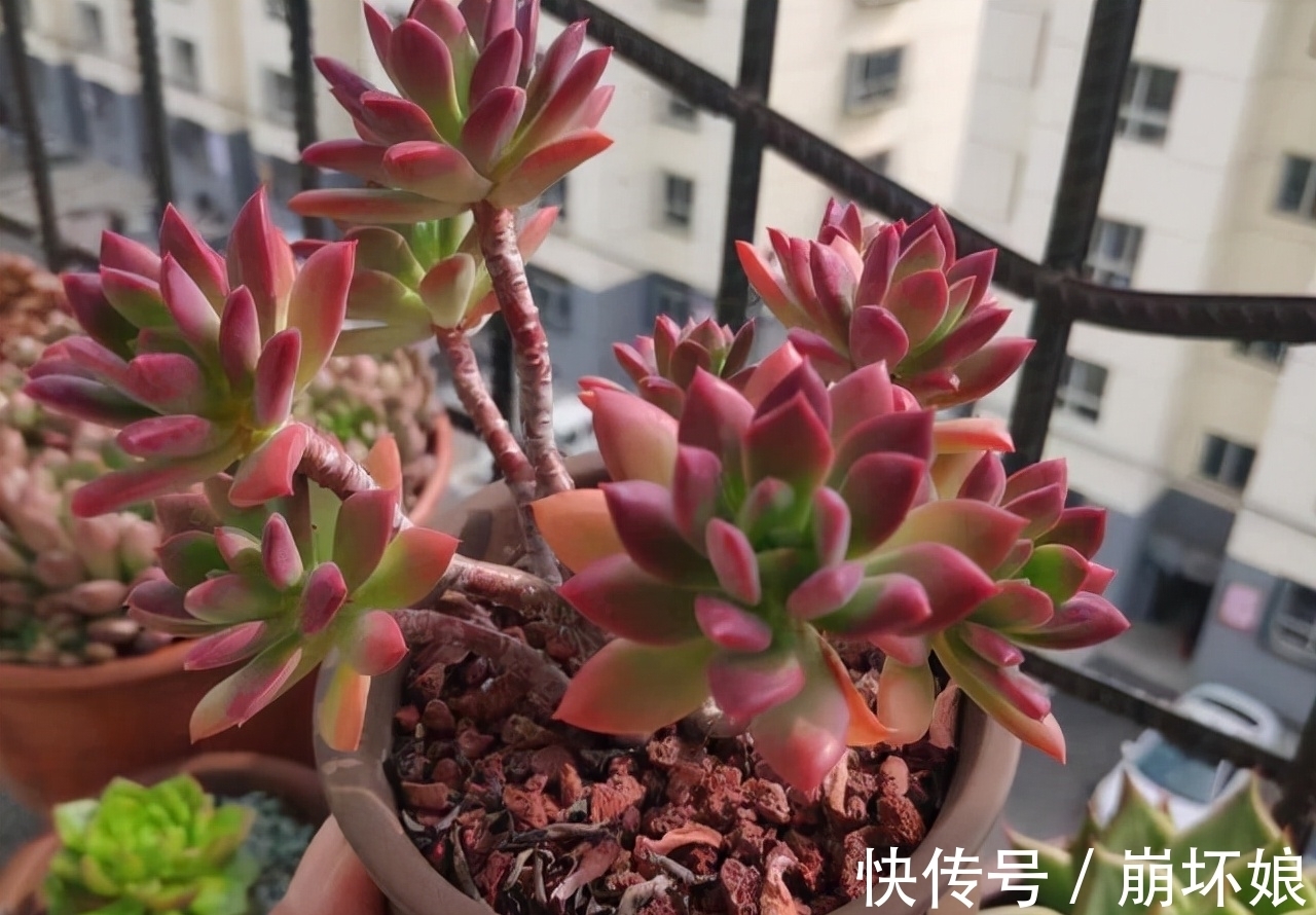室内养多肉，这5款再漂亮也不选，上色真的是太难了