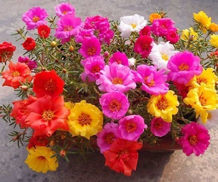 1种花,开似“小太阳”,轻易“晒不死”,新手、懒人也能养爆盆