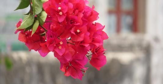 花朵出来|三角梅开花少,做好这四点,花苞呼呼冒根本看不见叶