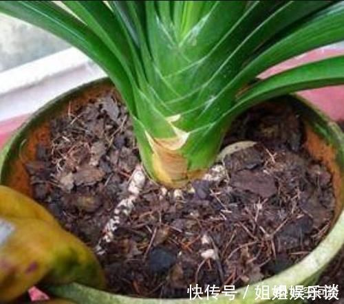 刚买回来的君子兰，不带盆怎样养成活率高？