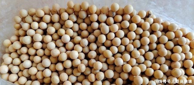 打豆浆,黄豆直接打成浆就错了,早餐店老板教你一招,豆浆香又浓