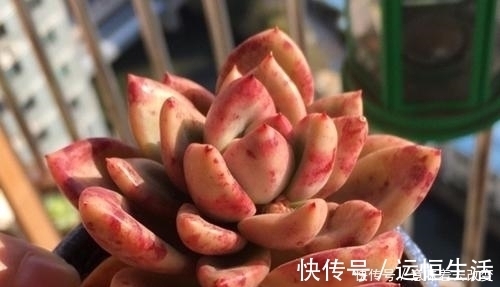 烂根|导致多肉休眠的3个原因,及时避免,不然黄叶又烂根!