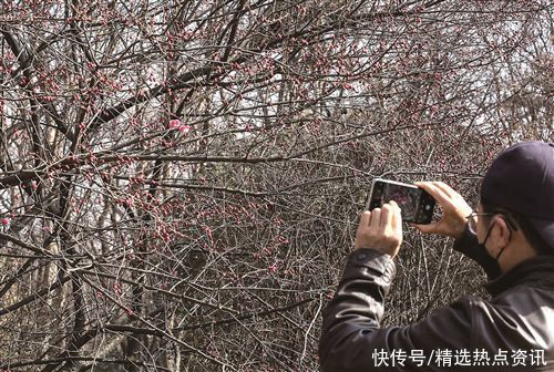 徐州：红梅花儿开 彭城处处春