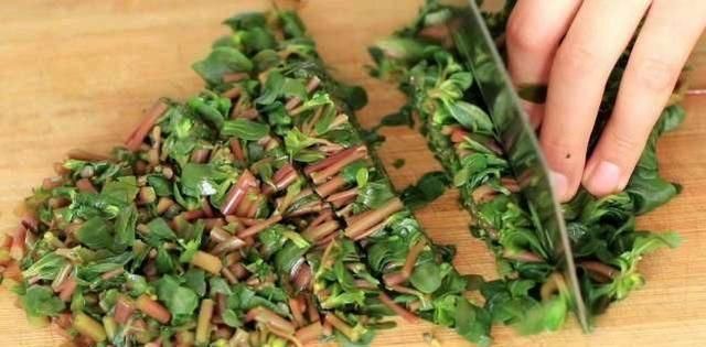 本草纲目|马齿苋被称为“抗生素”,可应该用根还是叶子营养师别吃错