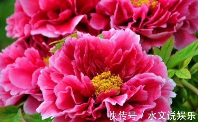 牡丹花|4种花养家里,花大色艳,花香易打理,养在客厅美极了