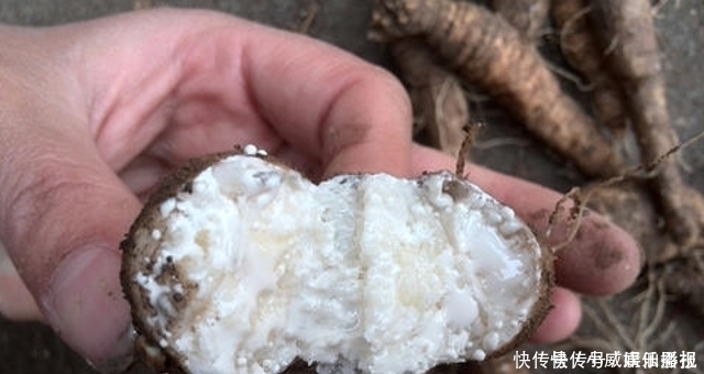 见到此草尽量移植,别铲除,因为块根很珍贵,70元一斤