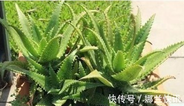 5种花都可“当药用”,养一盆,需要摘一点,再不怕有“小毛病”