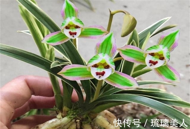 味道|此兰很多人没见过,一花双色,兰香浓郁,叶带金边,是兰中铭品