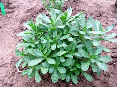 好处|此菜被称“养心菜”,再贵也要买,大人孩子吃了都好处多,很珍贵