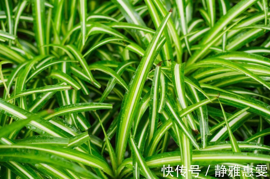 干枯|为什么吊兰总干尖?4个原因导致,对症下药好得快