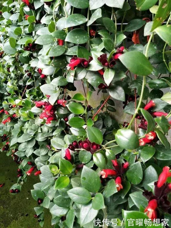 吊兰也能“开红花”，养一盆“嗖嗖”冒花苞，比绿萝漂亮！